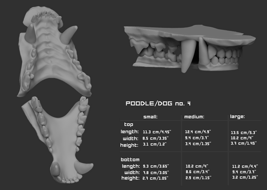 Gray 3D model of poodle teeth with size chart on a dark background