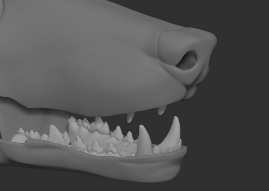A 3D rendering of an Anubis jackal fursuit jawset with detailed teeth in a light grey color, showcasing fit in a fursuit base and shown against a dark grey background.