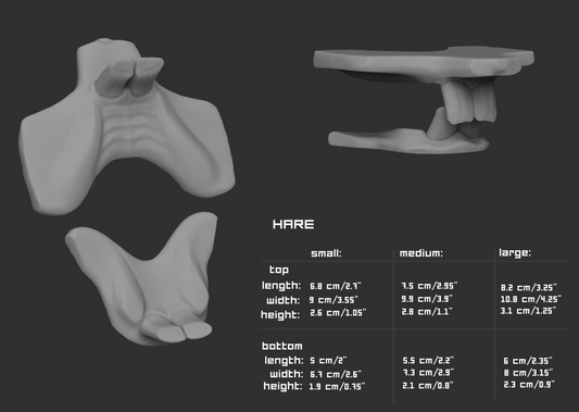 Gray 3D model of hare teeth or jawset with size chart and measurements on a dark background.