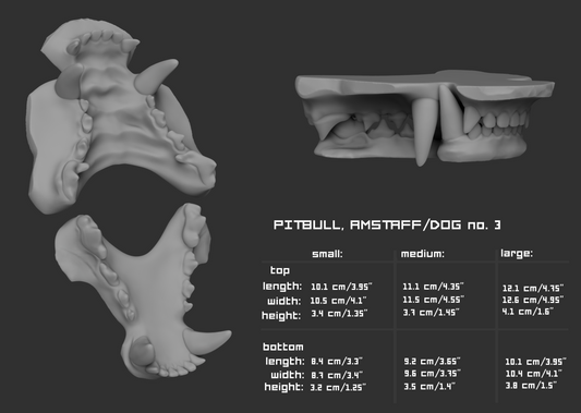 Gray 3D model of pitbull or amstaff dog teeth or jawset with size chart and measurements on a dark background.