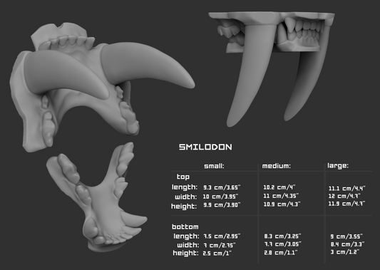 Gray 3D model of smilodon teeth or jawset with size chart and measurements on a dark background.