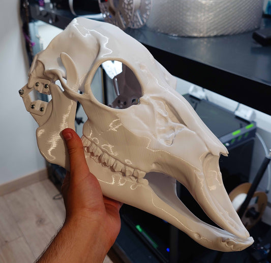 Discounted small deer skull base