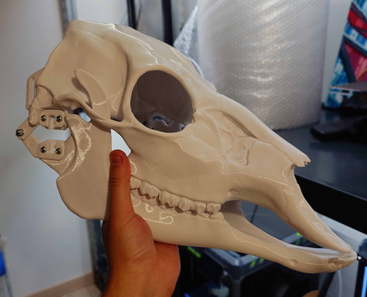 Discounted small deer skull base