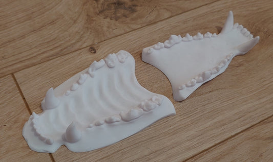 Discounted medium old canine jawset