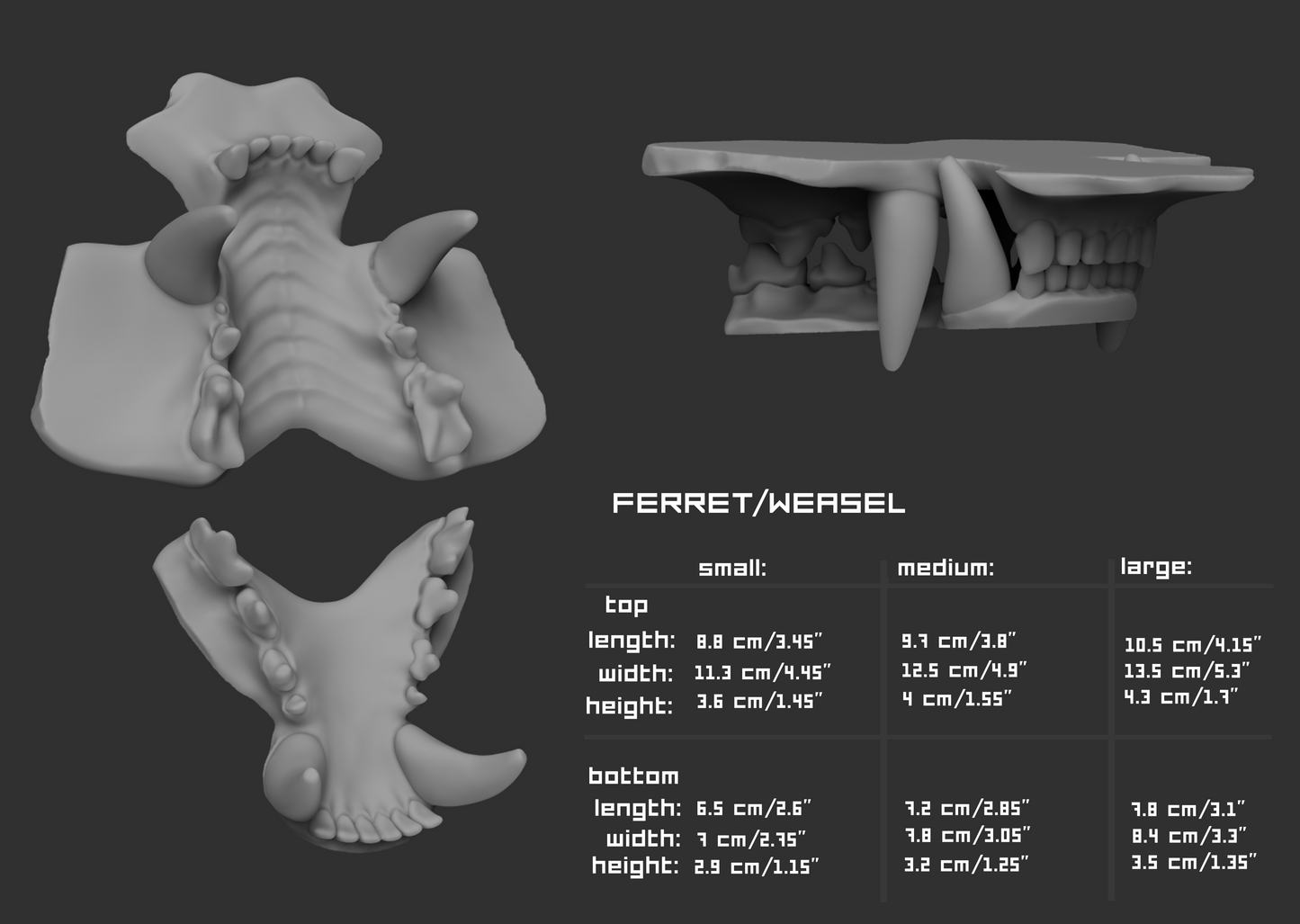 Gray 3D model of ferret teeth or jawset with size chart and measurements on a dark background.
