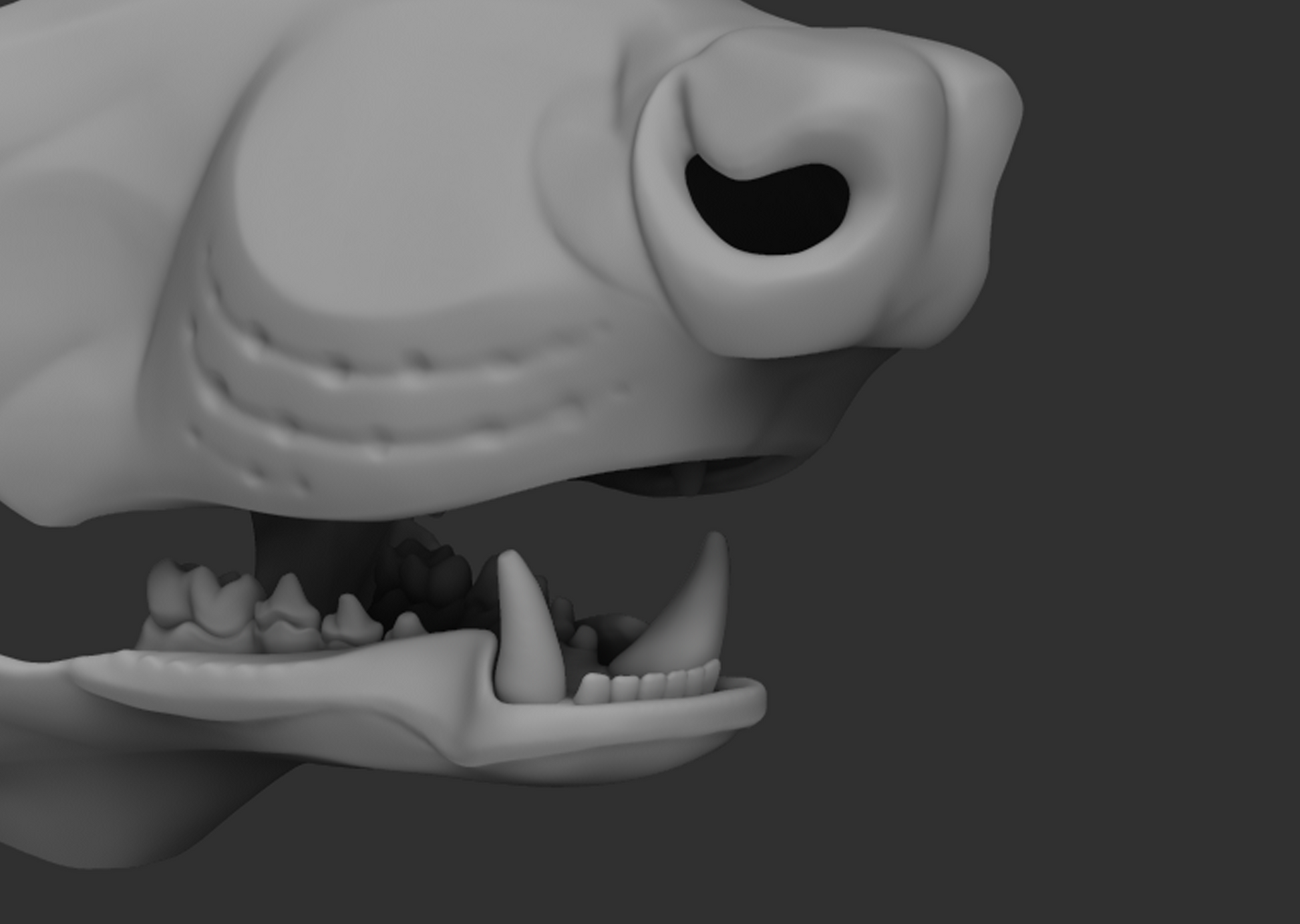 Gray 3D model of a raccoon's head with open mouth showing teeth on a dark background.
