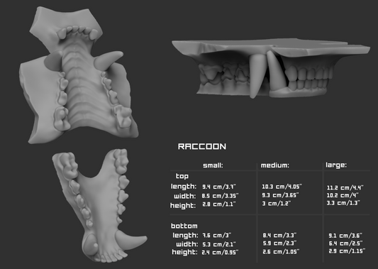 Gray 3D model of raccoon teeth or jawset with size chart and measurements on a dark background.