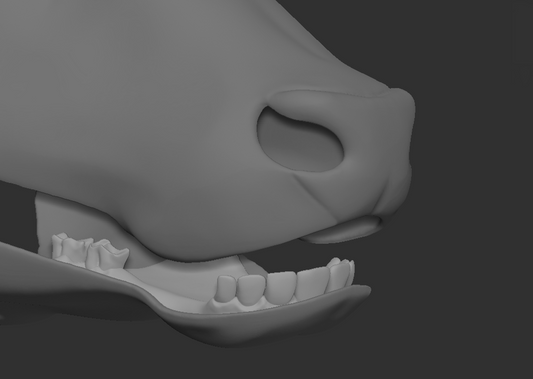 A 3D rendering of a cow fursuit jawset with detailed teeth in a light grey color, showcasing fit in a fursuit base and shown against a dark grey background.