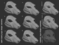 Borzoi - Head base