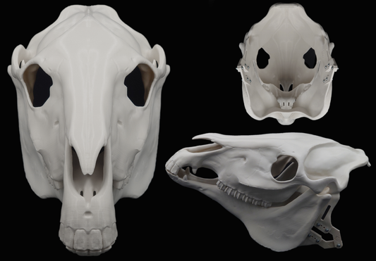 Photo collage showing an ivory colored, plastic 3D printed horse skull fursuit head base complete with metal hardware featuring a front, side, and back view against a black background.