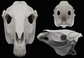 Photo collage showing an ivory colored, plastic 3D printed horse skull fursuit head base complete with metal hardware featuring a front, side, and back view against a black background.