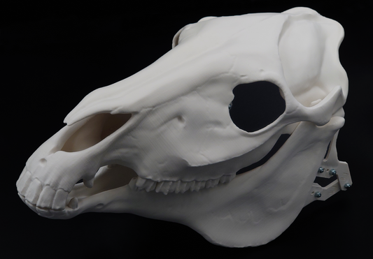 Photo showing an ivory colored, plastic 3D printed horse skull fursuit head base complete with metal hardware at a 3/4 angle against a black background.