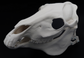 Photo showing an ivory colored, plastic 3D printed horse skull fursuit head base complete with metal hardware at a 3/4 angle against a black background.