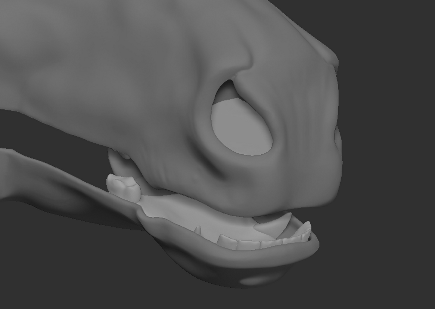 Horse, equine - Jawset