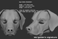 3D rendered example of a "signature" humanoid realistic eye style on a labrador retriever dog mask or fursuit base on a dark grey background.