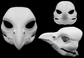 Chicken, hen/rooster - Head base