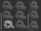 Various eye shape variants for a pigeon mask or fursuit base on a dark background.