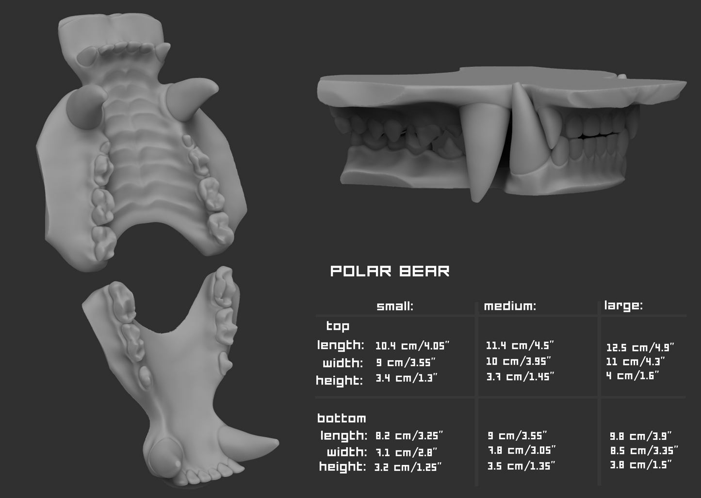 Gray 3D model of polar bear teeth with size chart on a dark background.