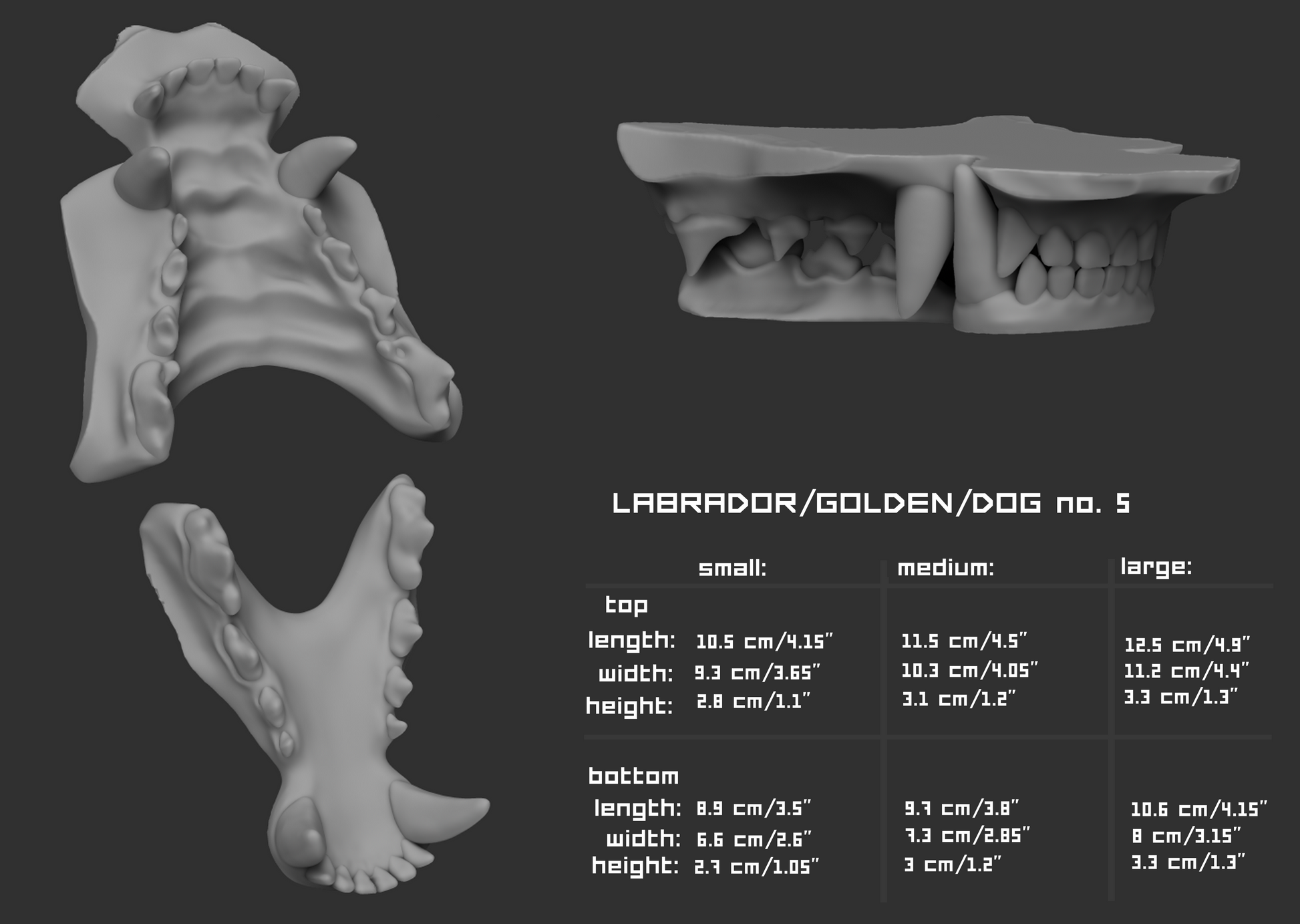 Gray 3D model of labrador dog teeth with size chart on a dark background
