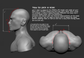 Horse/Equine - Skull base