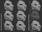 Various eye shape variants for a smilodon/sabertooth cat or tiger mask or fursuit base on a dark background.