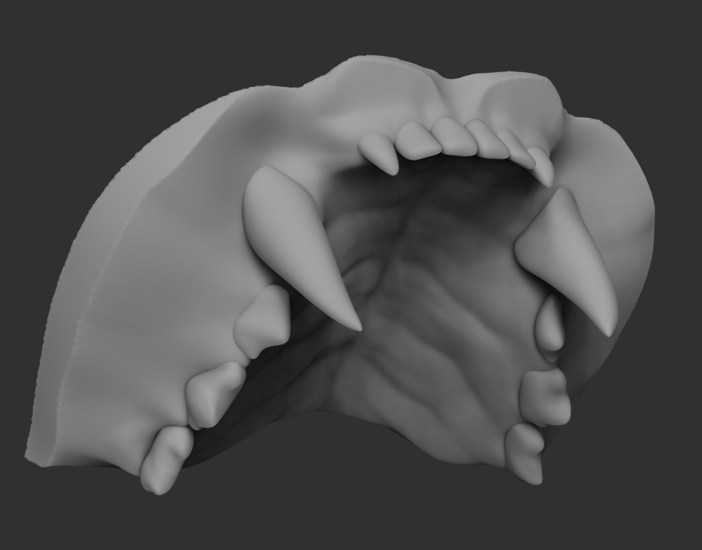 Old tiger upper jaw, medium
