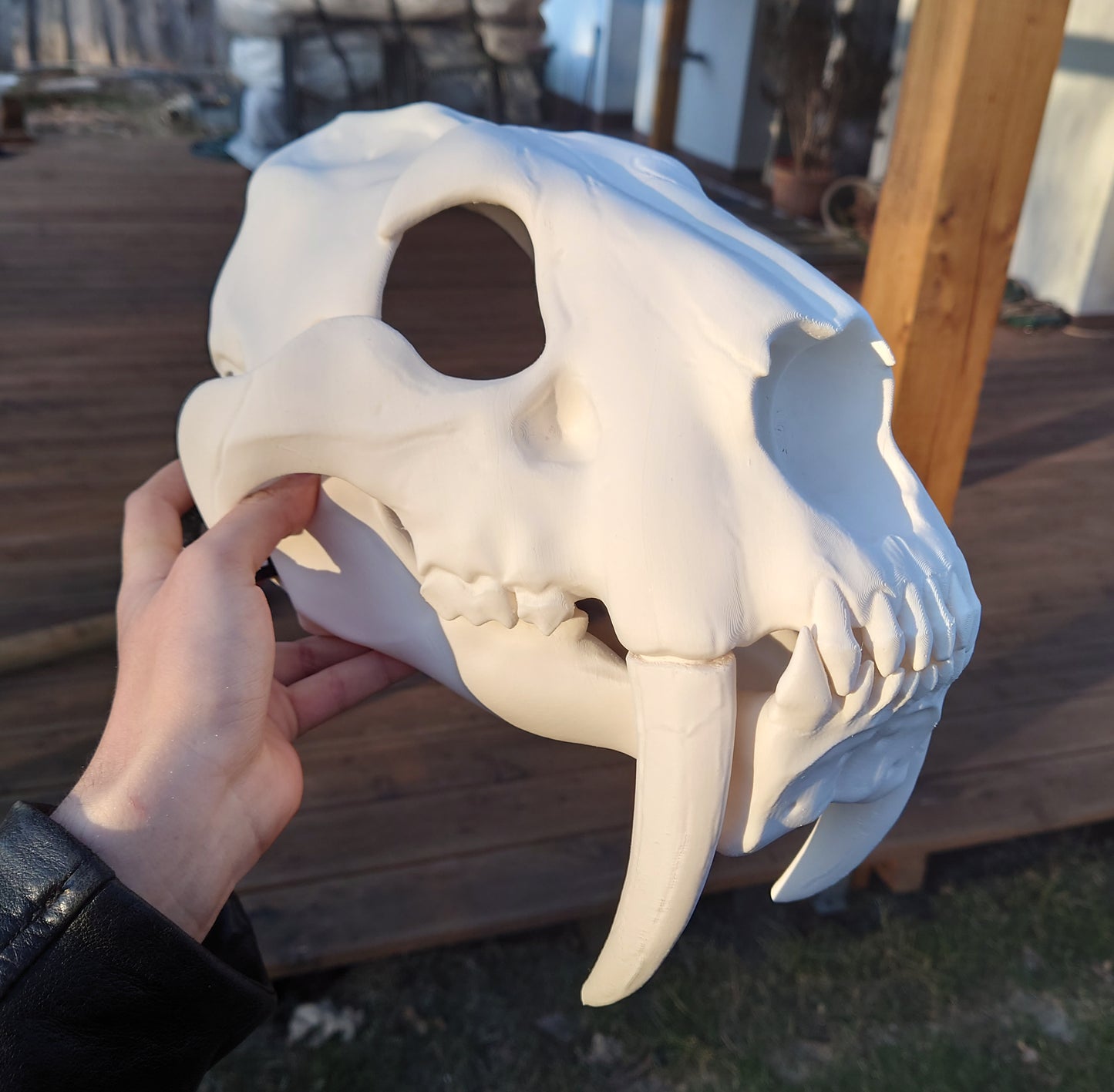 Smilodon - Skull base