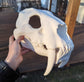 Smilodon - Skull base