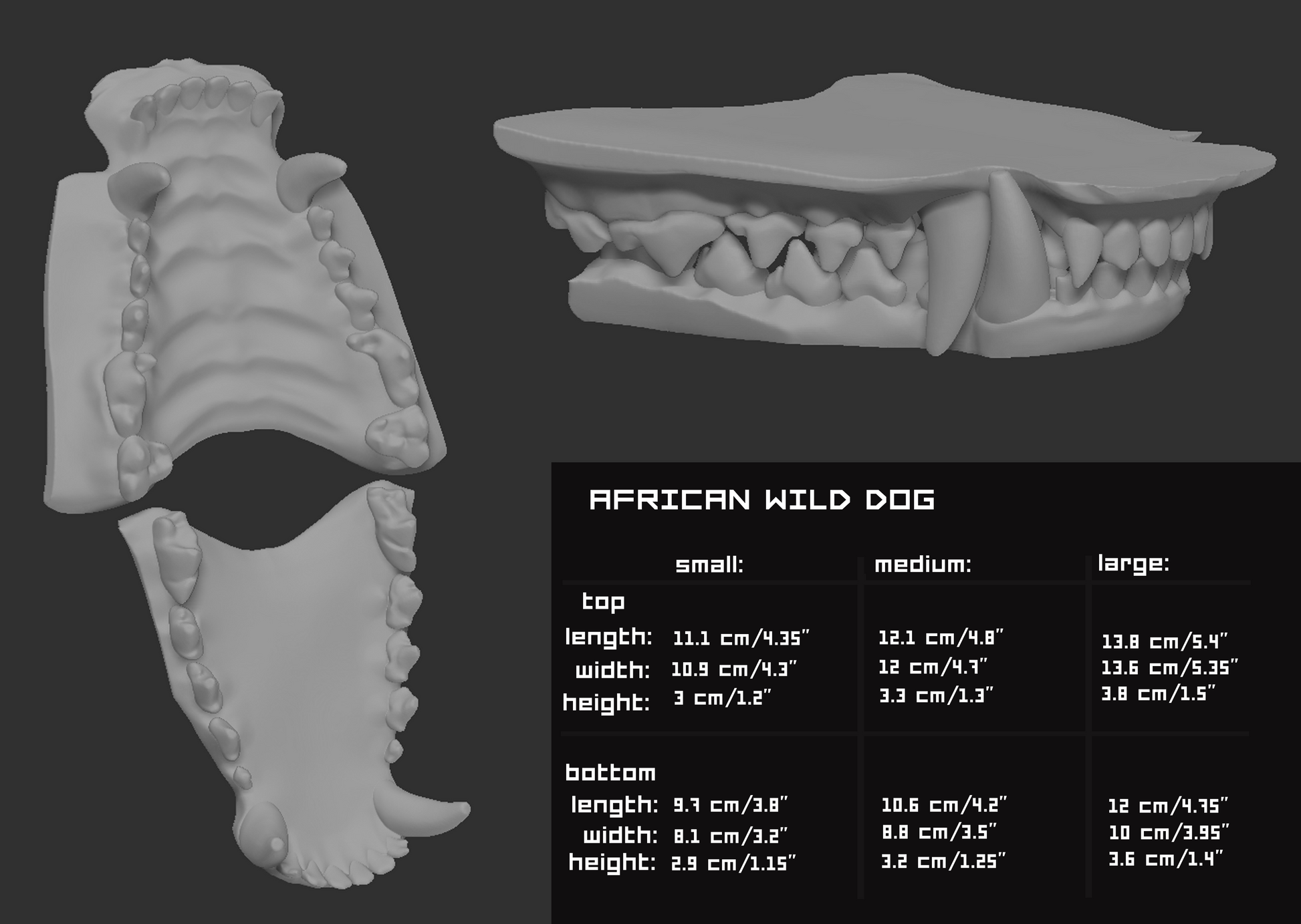 Two light grey 3D renderings of an african wild dog fursuit jawset showcasing the jaws open and closed against a dark grey background; a size chart and measurements are shown to the right.