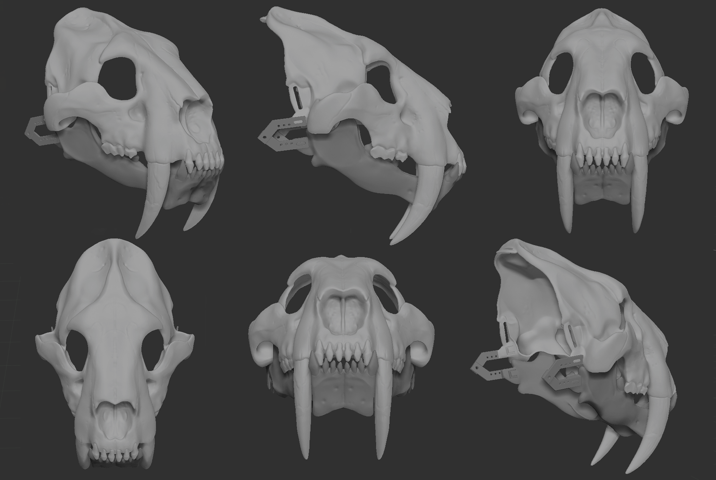 Smilodon - Skull base