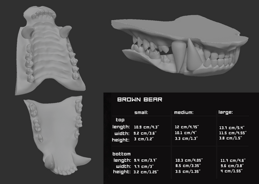 Grizzly, brown bear - Jawset