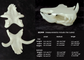 Boar - Jawset