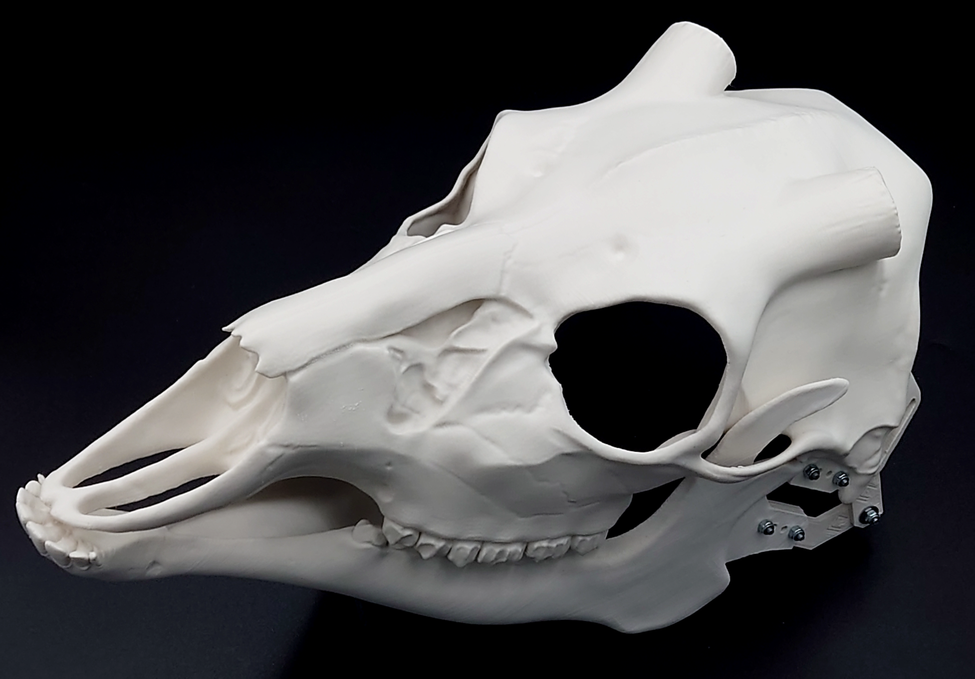 Photo showing an ivory colored, plastic 3D printed deer skull fursuit head base complete with metal hardware at a 3/4 angle against a black background.
