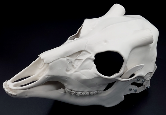 Photo showing an ivory colored, plastic 3D printed deer skull fursuit head base complete with metal hardware at a 3/4 angle against a black background.
