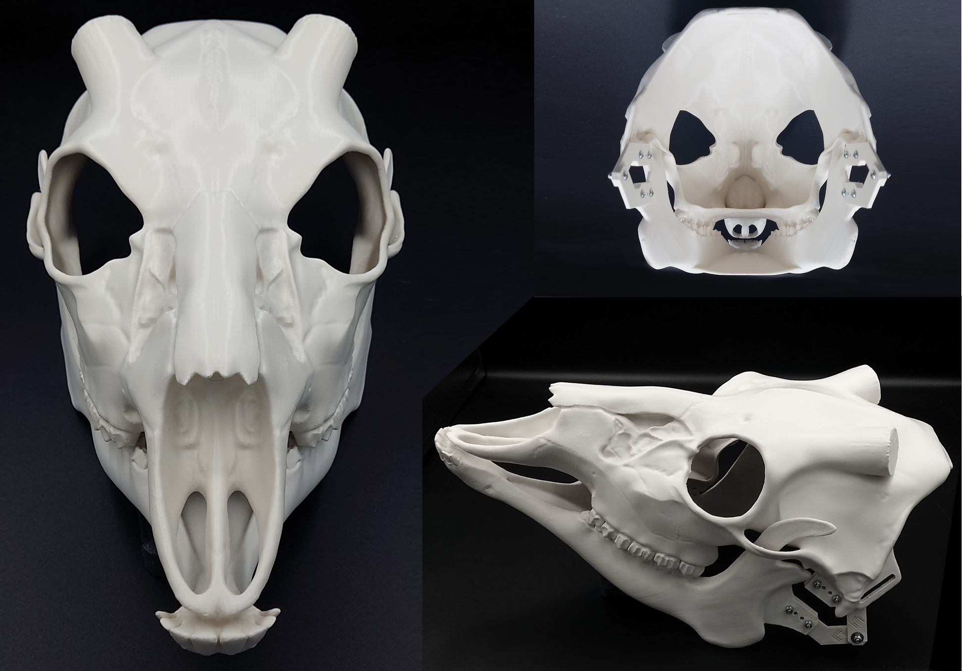 Photo collage showing an ivory colored, plastic 3D printed deer skull fursuit head base complete with metal hardware featuring a front, side, and back view against a black background.