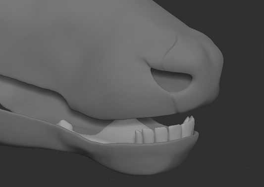 Deer - Jawset