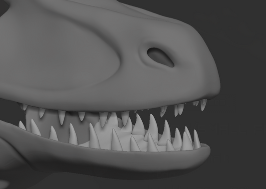 Raptor, dromaeosaurus - Jawset