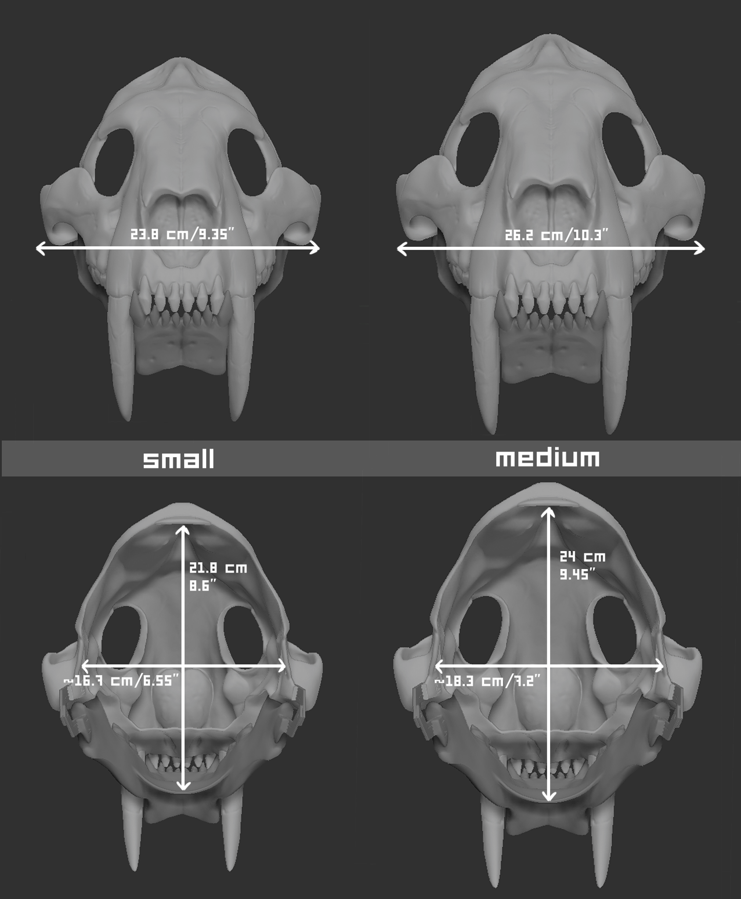 Smilodon - Skull base